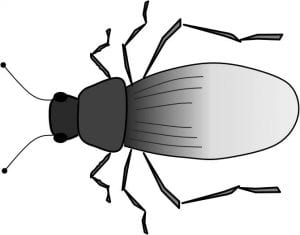beetle drawing (jpeg)