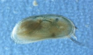 Ostracods are very small primarily aquatic crustaceans, This species is Heterocypris intermedia (2 mm). Photo by Okan Külköylüoğlu.